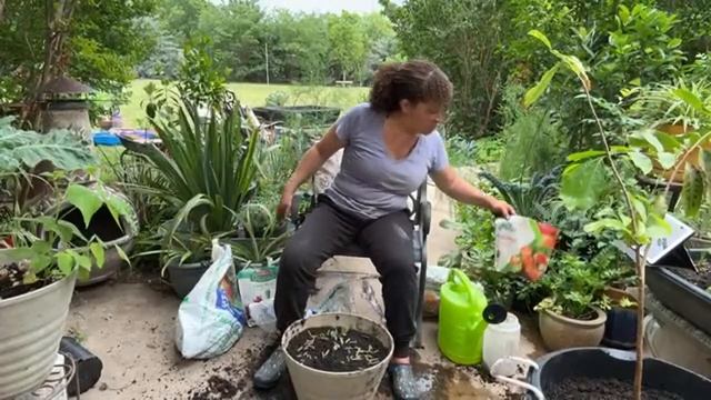 Container Planting SourSop #urbangardening #gardening #growyourownfood