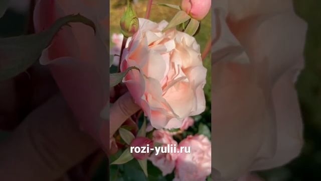 «Дафна» розочка японской селекции 🥀 Каталог rozi-yulii.ru 🥀#розывсаду #розы #японскиерозы