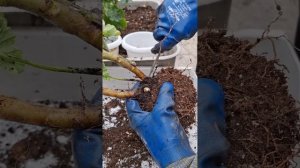 1 часть . Подготовка пеларгонии к зиме. Выкапываю с земли и делаю обрезку .