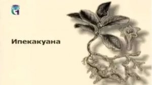 Ипекакуана