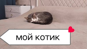 Мой котик,🪷🐱