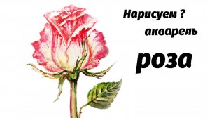 Как нарисовать розу акварелью