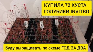 Эксперимент по груглогодичному выращиванию голубики в помещении. Увеличиваю вегетативный период
