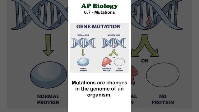 AP Bio - 6.7 Mutations #apbiology #moleculargenetics #unit6