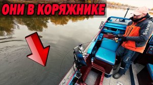 Как ловить ХИЩНИКА в КОРЯЖНИКЕ? Хотя нет... На ПЕСКАХ