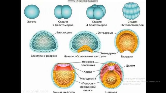 Ағзалардың жеке даму түсінігі. Атшыбаева Ғайша