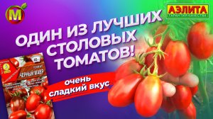 Один из лучших столовых томатов! Сладкий вкус и высокая урожайность! Сорт ЧЕРНЫЙ МАВР