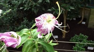 Lilium speciosum var. Uchida