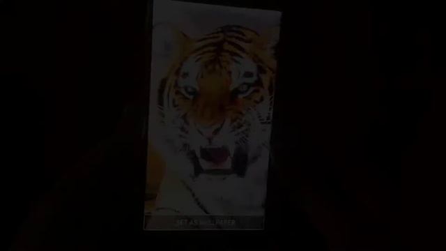 Tigers Parallax Live Wallpaper