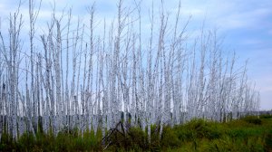 Болота с кикиморами