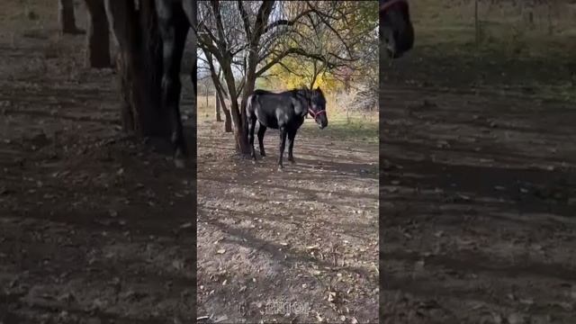 Лошадь трясёт яблоню и есть упавшие яблоки