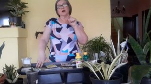 Полив и удобрение сансевиерий..Любовь Скороходова