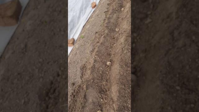 посадка 🥔 картофеля,,Кибиц,,
