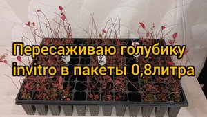 Пересаживаю голубику инвитро в больший объем, чтобы к весне она набрала корневую массу