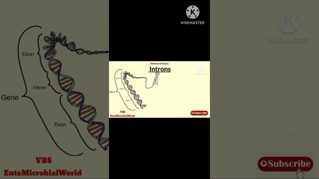 Introns @EnteMicrobialWorld #gene #genome #genetics #shortsfeed #microbiology #biology #shortsbeta