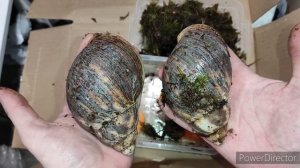 Распаковка улиток. Приехали большие маргинаты.