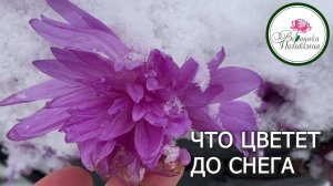 ЧТО ЦВЕТЕТ ДО СНЕГА. САД В НОЯБРЕ