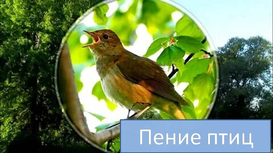 Пение птиц. Звуки птиц. Медитация