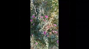 Осенний дебют