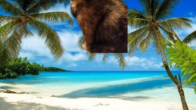кошечка)