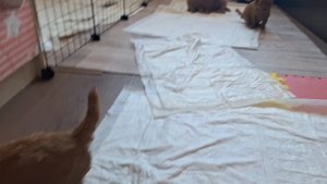 Щенки пуделя