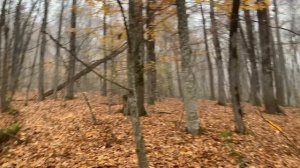 Прогулка по осеннему лесу в станице Крепостная 10.11.24