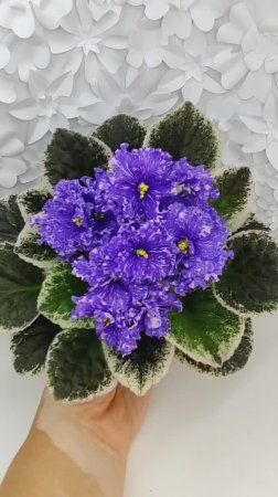 Фиалка ВаТ-Ливень