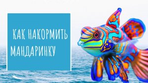 Как накормить мандаринку