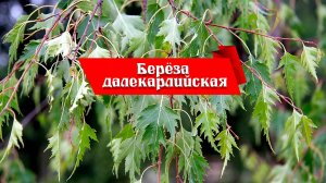Берёза далекарлийская / обзор материала для бонсай