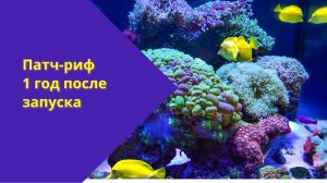 Патч-риф: год после запуска