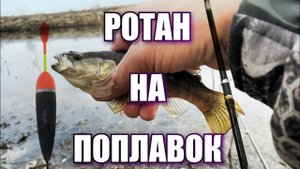 Ловля РОТАНА 2020
