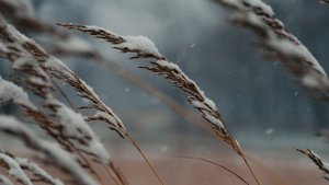 19642653-uhd_3840_2160_30fps