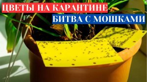 МОШКИ В ЦВЕТАХ - ОБЪЯВЛЯЮ КАРАНТИН! КАК ИЗБАВИТЬСЯ ОТ МОШЕК В КОМНАТНЫХ ЦВЕТАХ