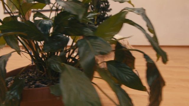 Буктрейлер «Волшебник Изумрудного города» А.М.Волков
«Волшебный калейдоскоп» Солнечногорск смотреть онлайн