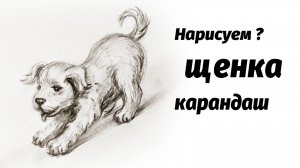 Как нарисовать щенка карандашом