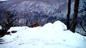 Песня дальневосточного леопарда