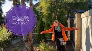 На каком расстоянии от забора сажать хвойные