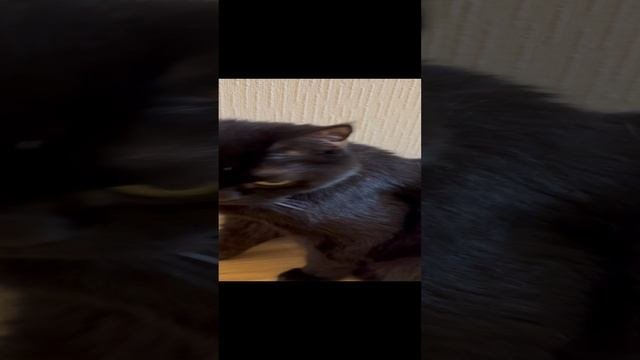 Кот
Кот