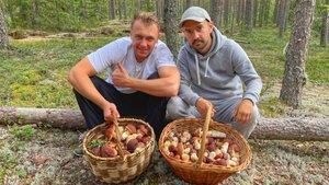 ЛУЧШАЯ ТИХАЯ ОХОТА В ЖИЗНИ! МНОГО БОРОВИКОВ В СОСНОВОМ ЛЕСУ. БЛАГОРОДНЫЕ ГРИБЫ 2021