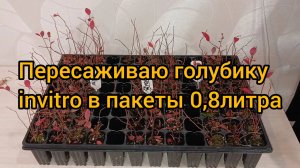 Считаю себестоимость голубики инвитро после пересадки (саженец + контейнер + торф + поддон)
