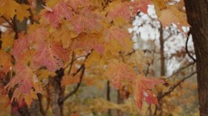 5597142-uhd_3840_2160_24fps