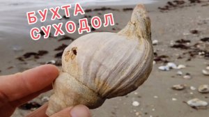 Сбор морепродуктов. Прогулка по берегу моря. Японское море бухта Суходол.