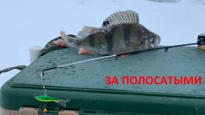 КАК ЛОВИТЬ ОКУНЯ НА БАЛАНСИР. ПОИСК, ГОРИЗОНТ ЛОВЛИ И МАЛЕНЬКИЕ СЕКРЕТЫ