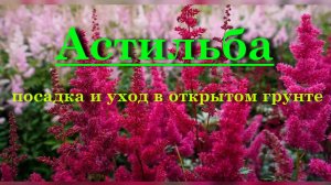 Астильба – посадка и уход в открытом грунте