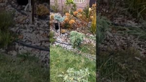 Пристраиваю добычу - рассаживаю новинки #сад #хвойныенаштамбе