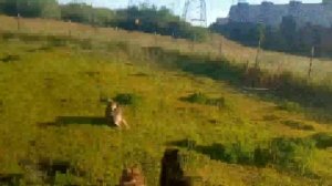 2973 Шелти гуляют.