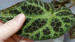 03.11.24...Бегония Vietnam 201912-28