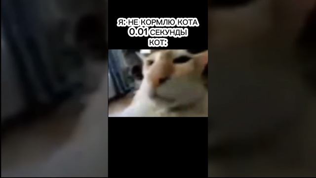 БЫЛО??!!! #мем #мемы #смех #смешно #рекомендации #бархатныетяги #кот #топ #а4 #рофлы смотреть онлайн