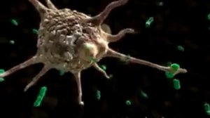 03_Макрофаг и цитокины.m4v