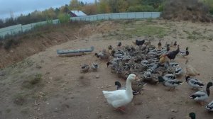Подсадные (круговые) утки.